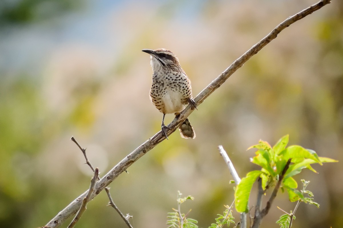 Spotted Wren - ML131745571