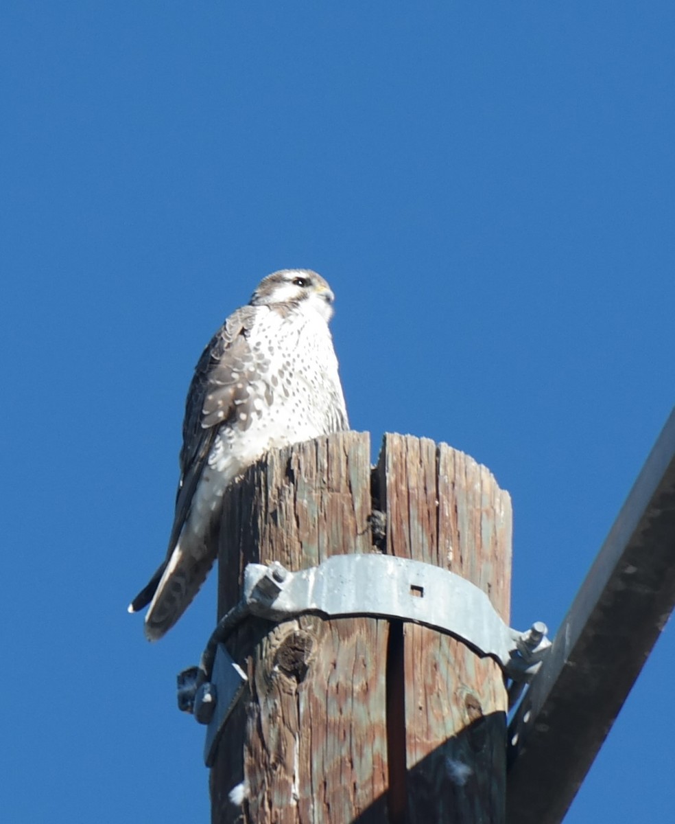 Prairie Falcon - ML131746191