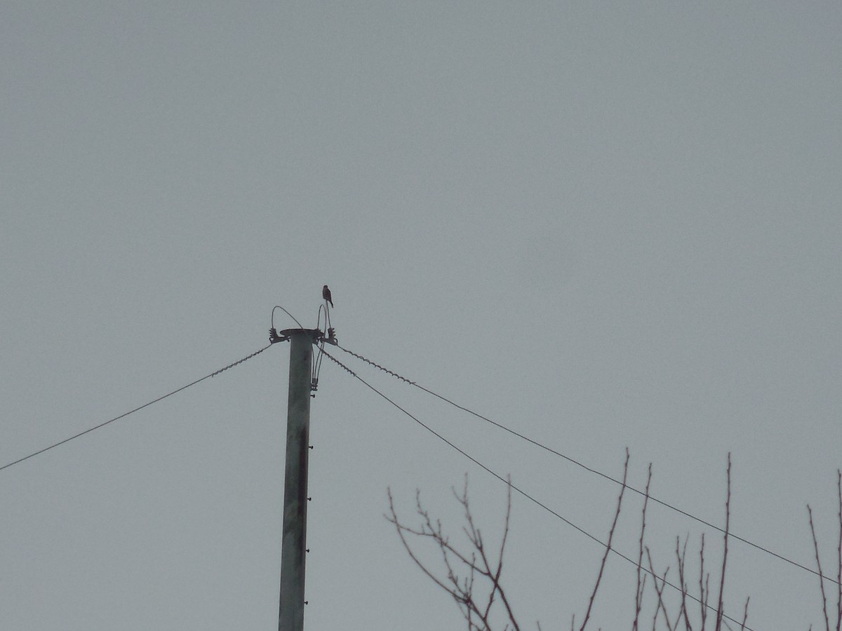 American Kestrel - ML131746491