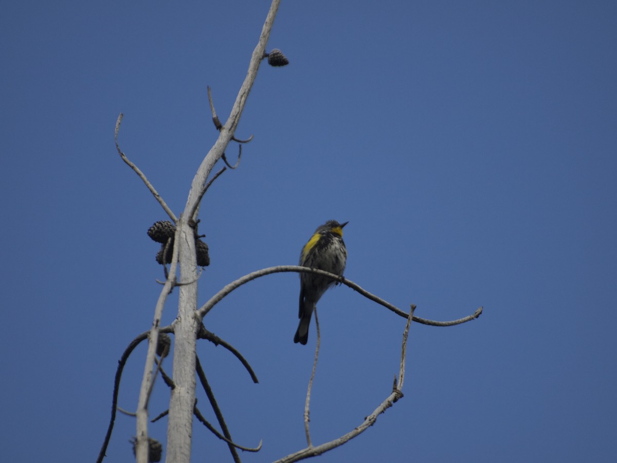 Yellow-rumped Warbler (Audubon's) - ML131747041