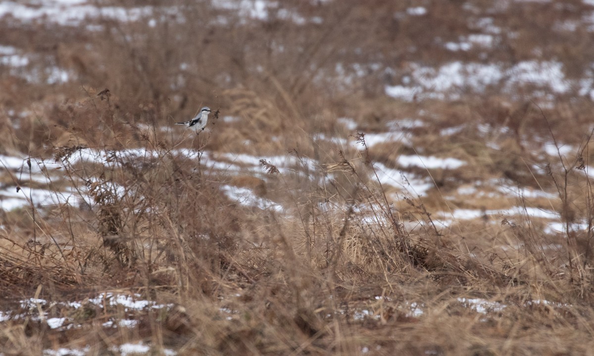 Northern Shrike - ML131747181