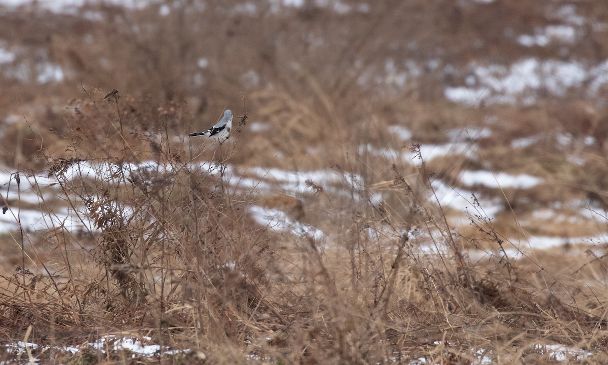 Northern Shrike - Drew Weber