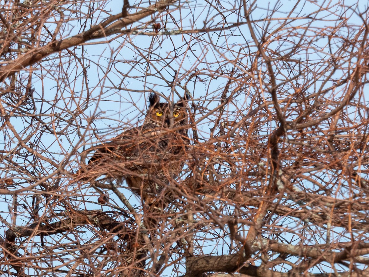 Great Horned Owl - ML131747431