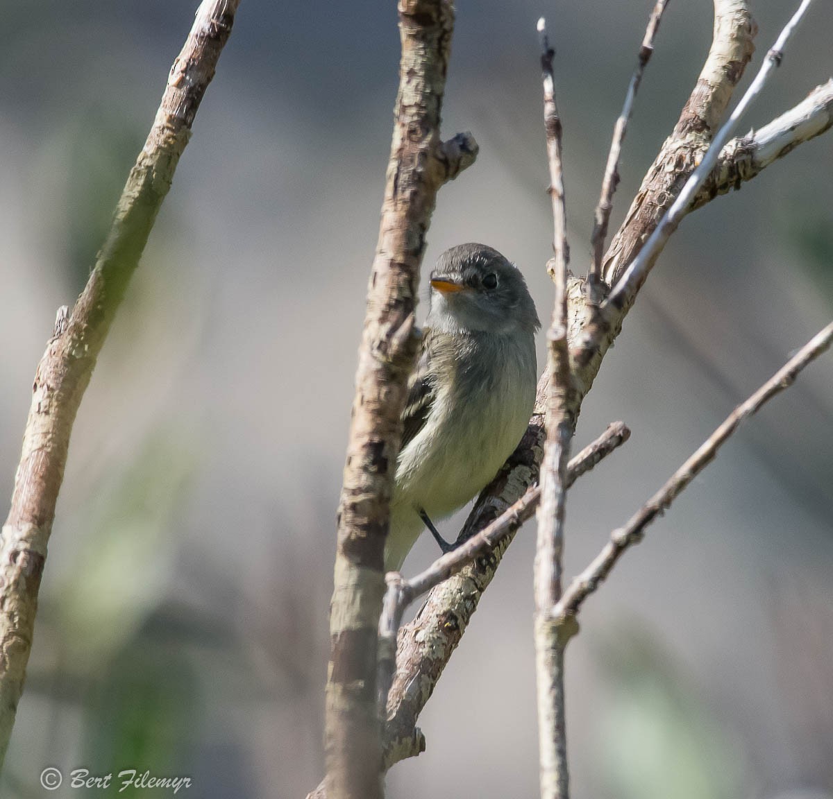 Gray Flycatcher - ML131748271