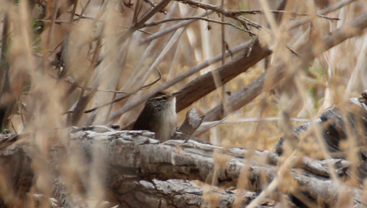 Sinaloa Wren - ML131749201