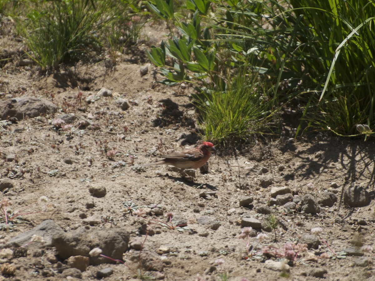 Cassin's Finch - ML131749261