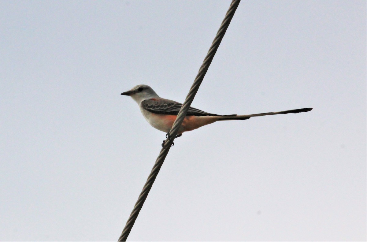 Scissor-tailed Flycatcher - Chuck Gates