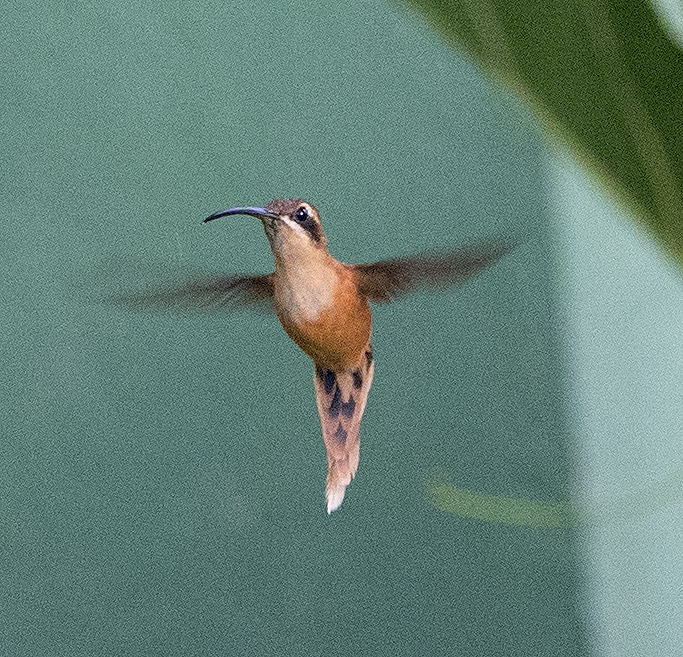 Stripe-throated Hermit - ML131749631