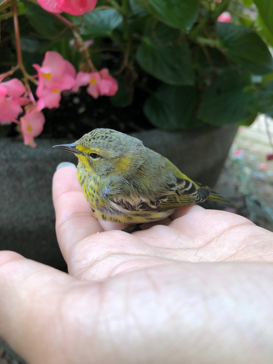 Cape May Warbler - ML131749751