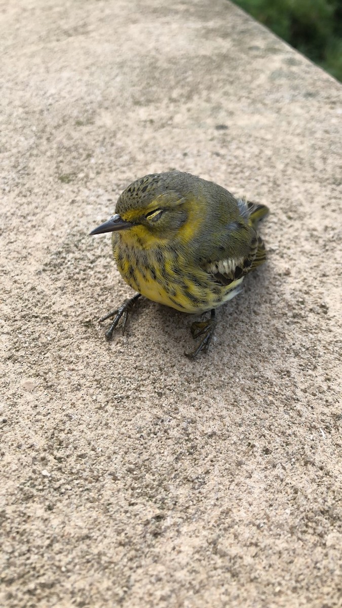 Cape May Warbler - ML131749781