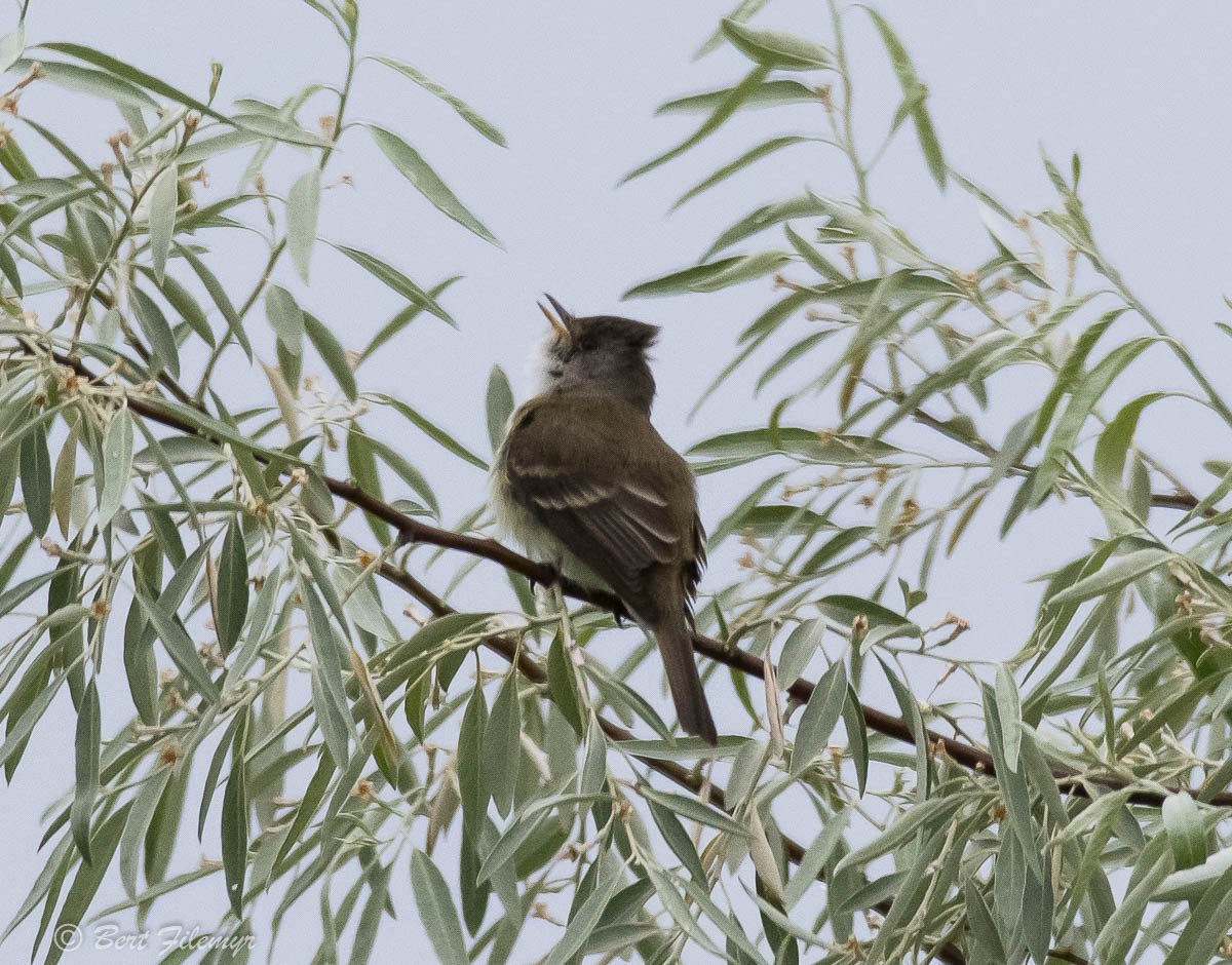 Willow Flycatcher - ML131749911