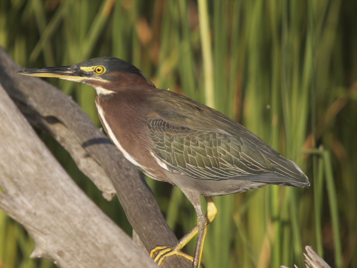 Green Heron - ML131751341