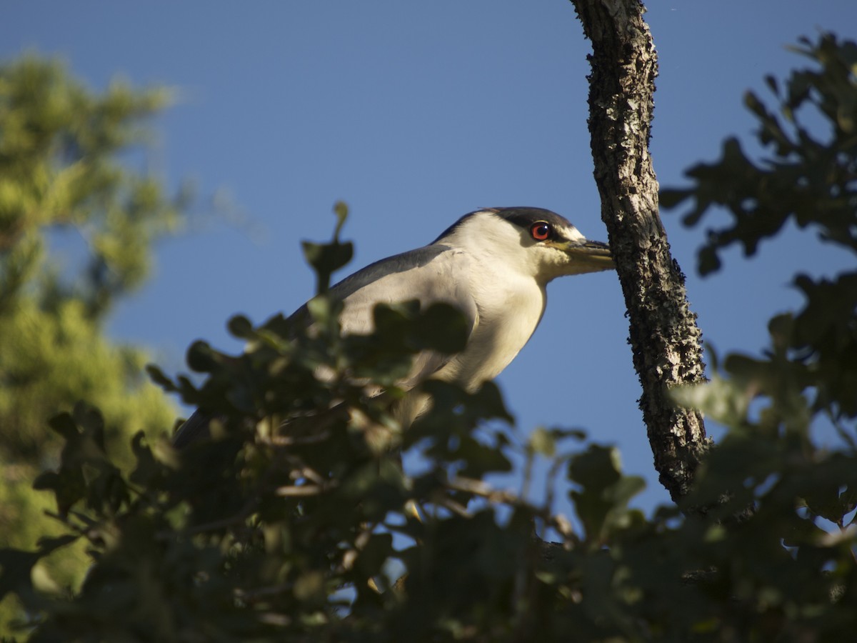 Black-crowned Night Heron - ML131751551