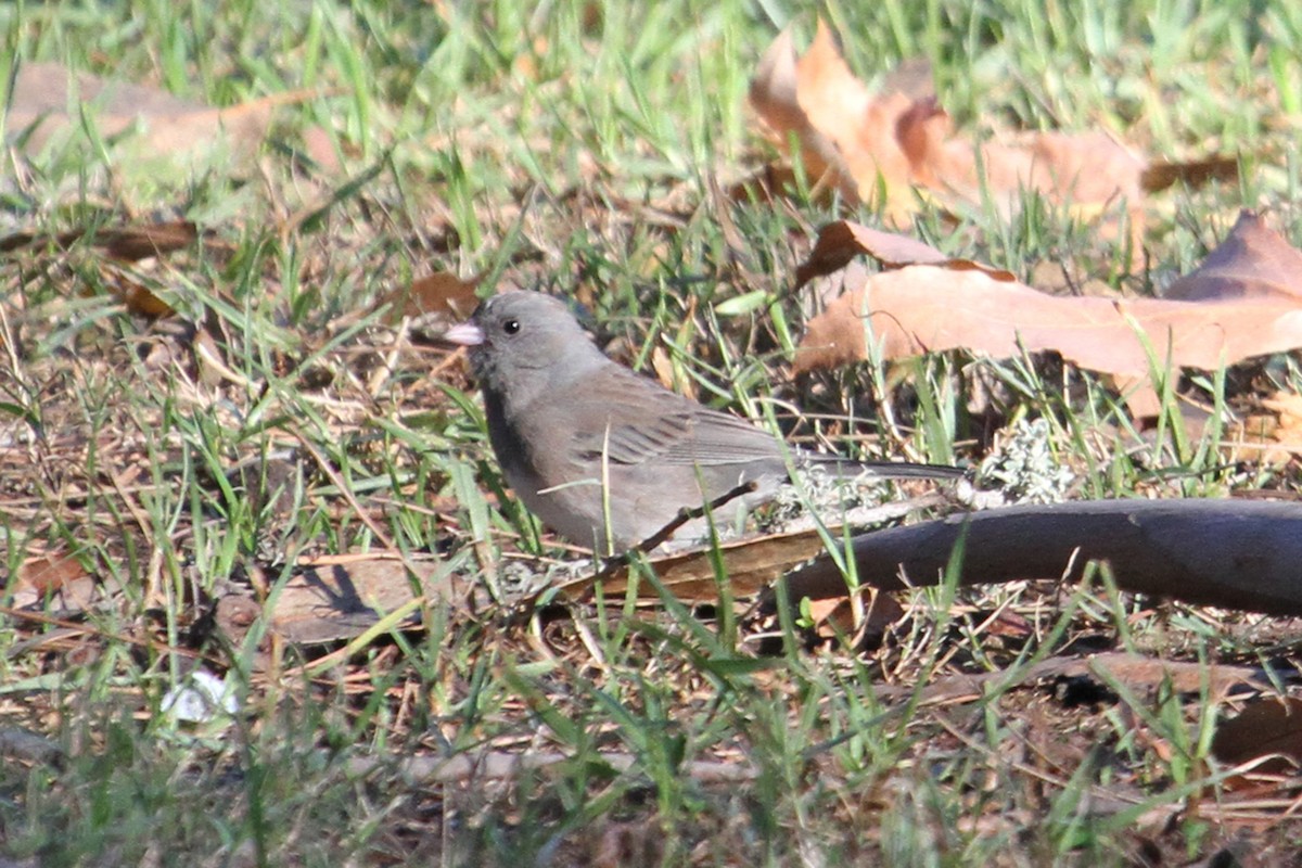 Dark-eyed Junco (Slate-colored) - ML131752531