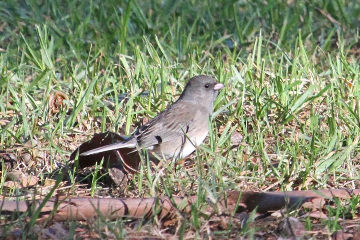 Dark-eyed Junco (Slate-colored) - ML131752571