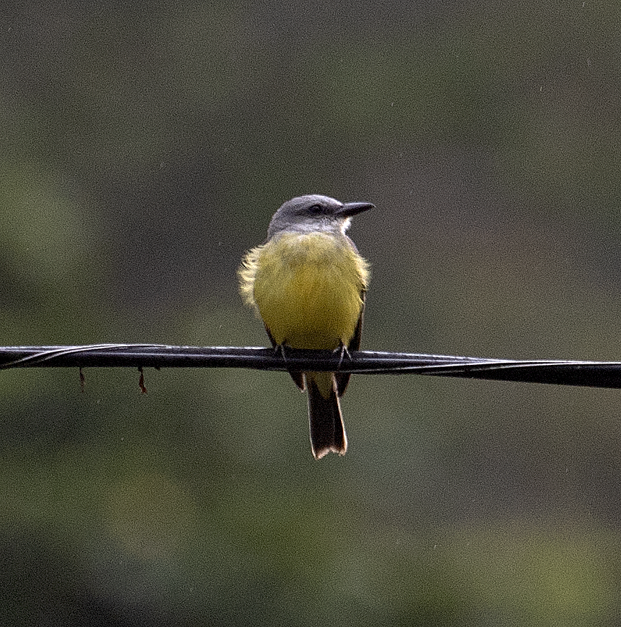 Tropical Kingbird - ML131755251