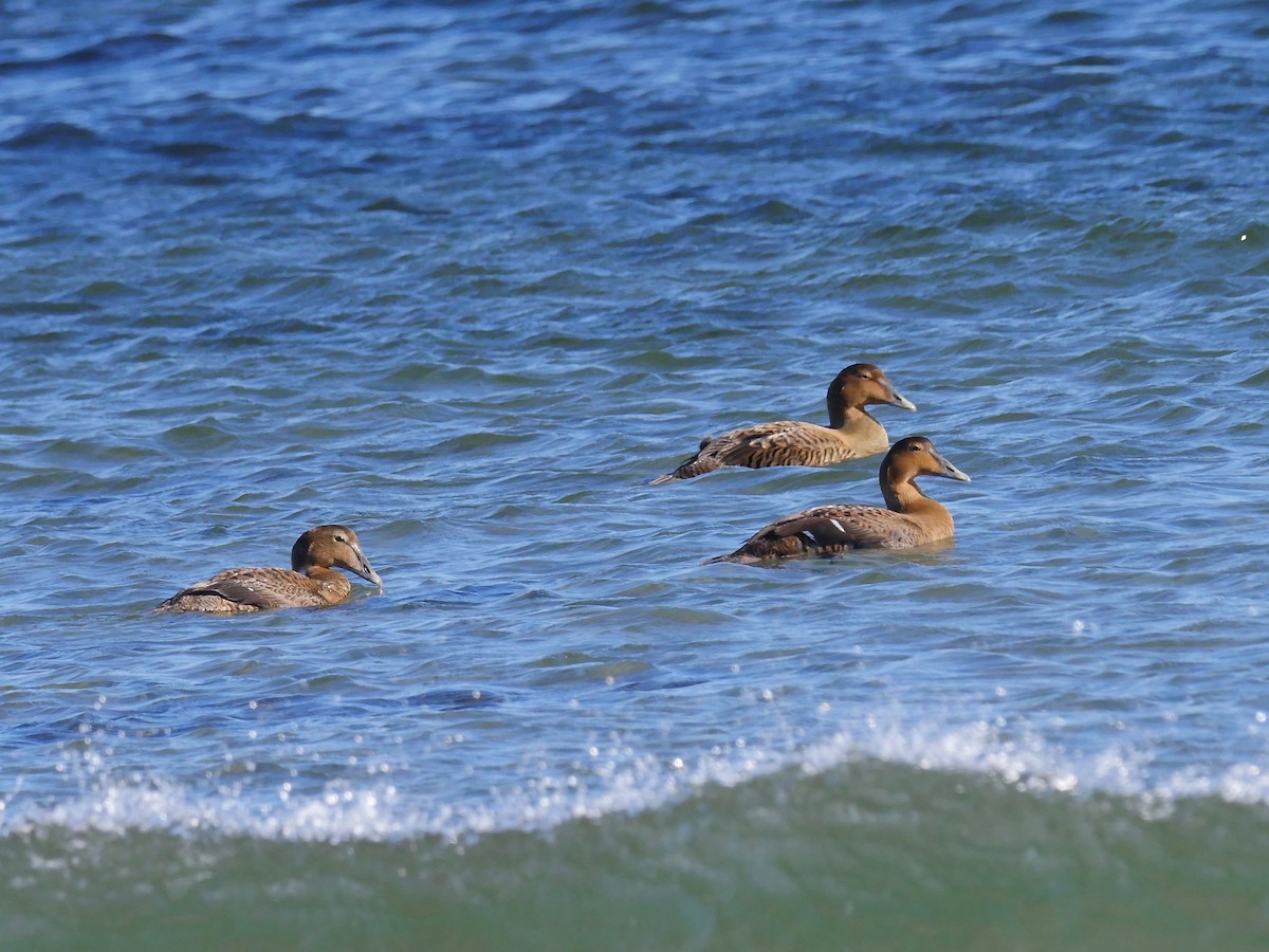 Common Eider - ML131755271