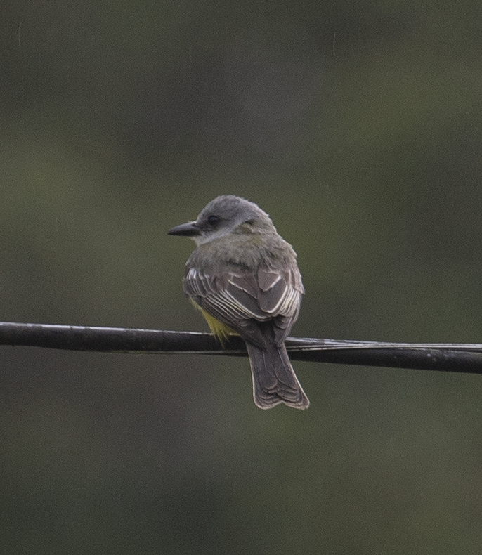 Tropical Kingbird - johnny powell