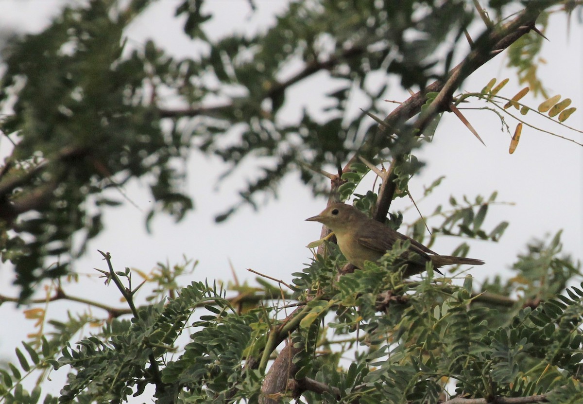 Yellow Warbler - ML131756241