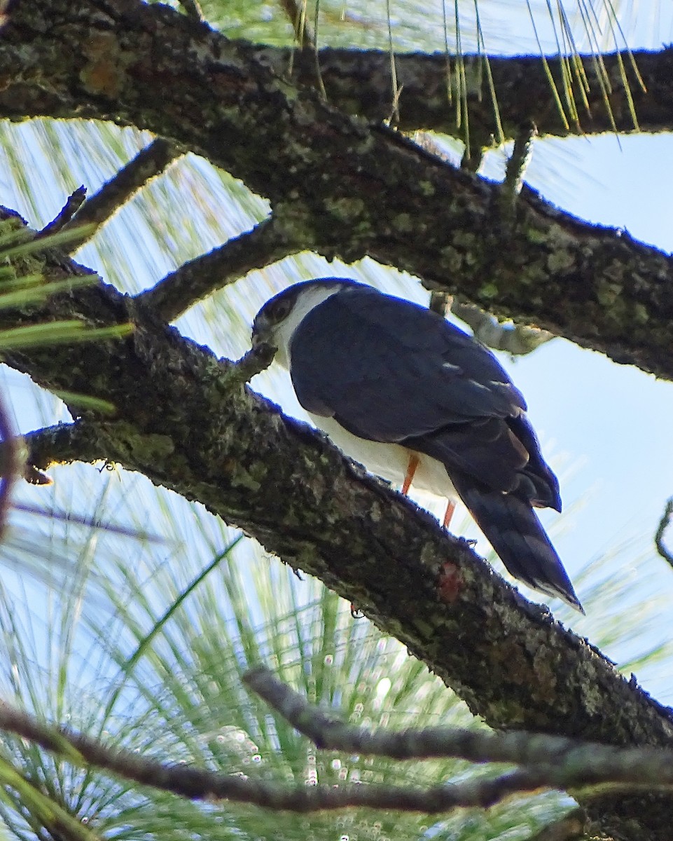 Sharp-shinned Hawk (White-breasted) - ML131756611