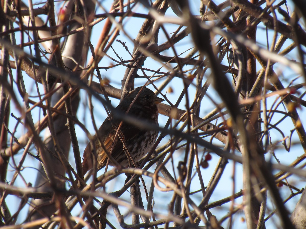 Fox Sparrow - ML131756731