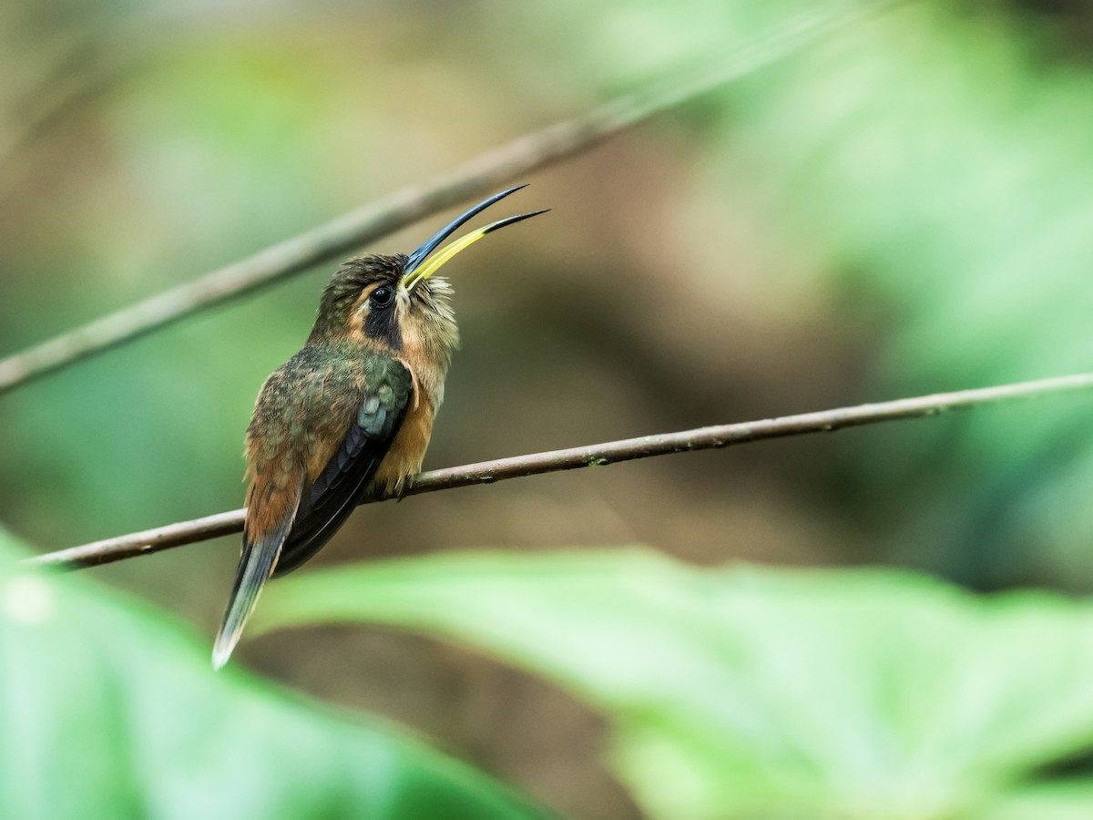 Stripe-throated Hermit - ML131756971