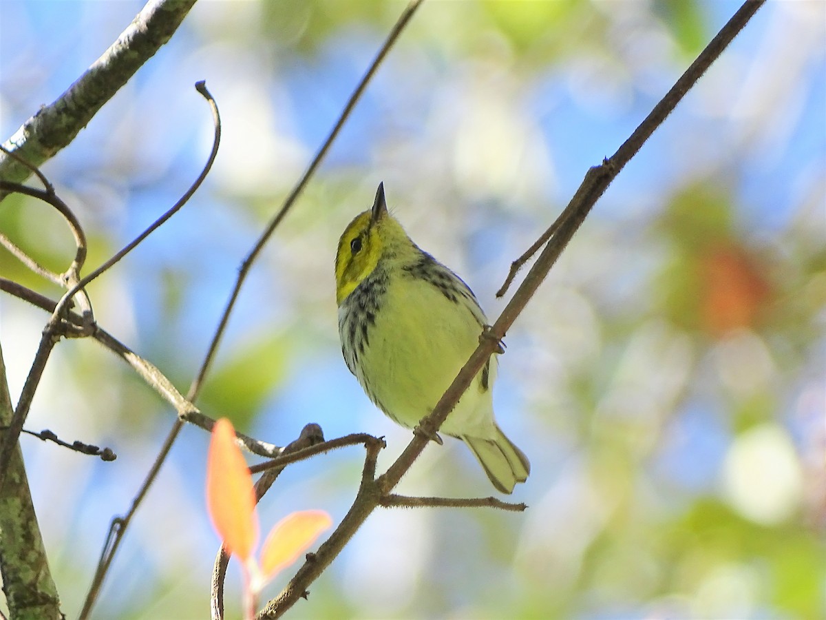 Black-throated Green Warbler - ML131757101