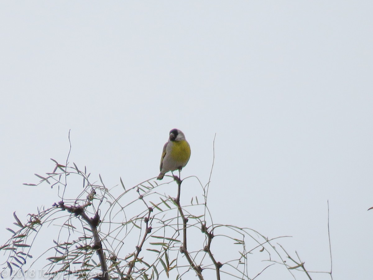 Lawrence's Goldfinch - ML131757621