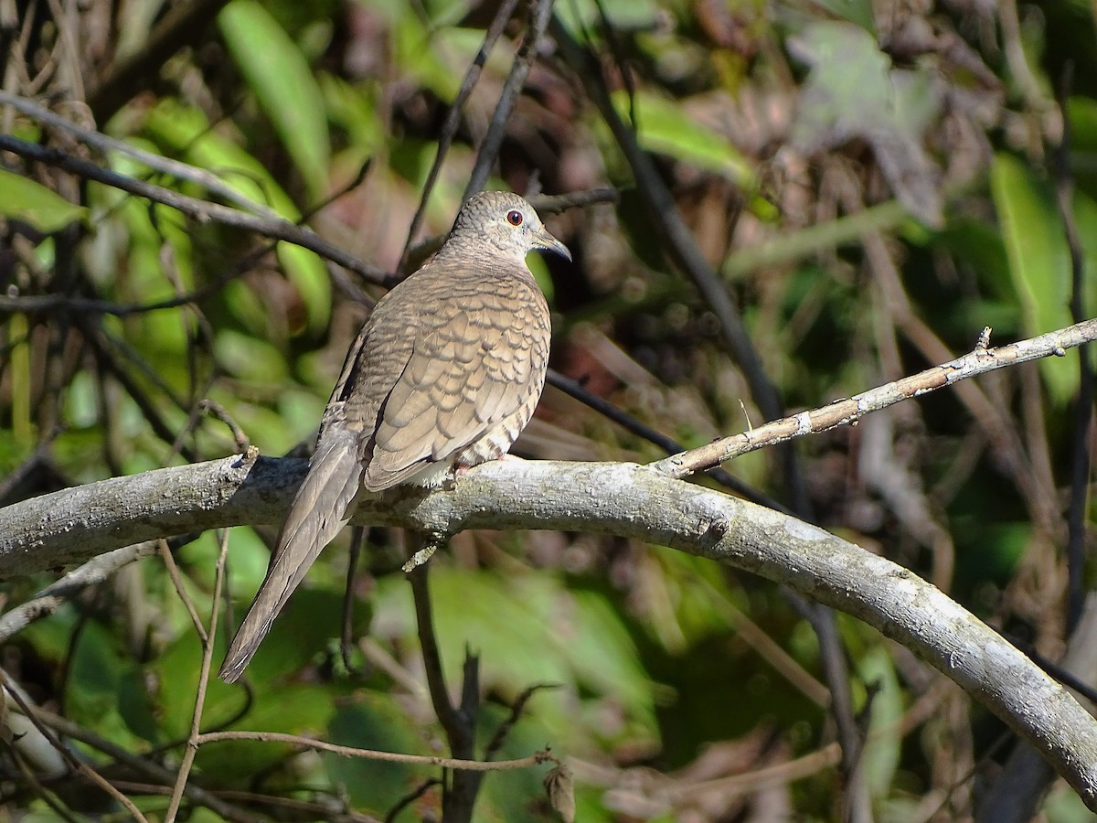 Inca Dove - ML131757701