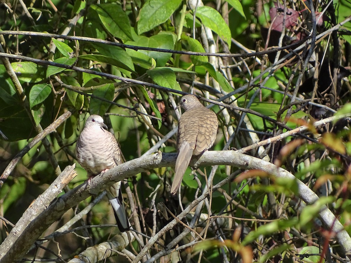 Inca Dove - ML131757721