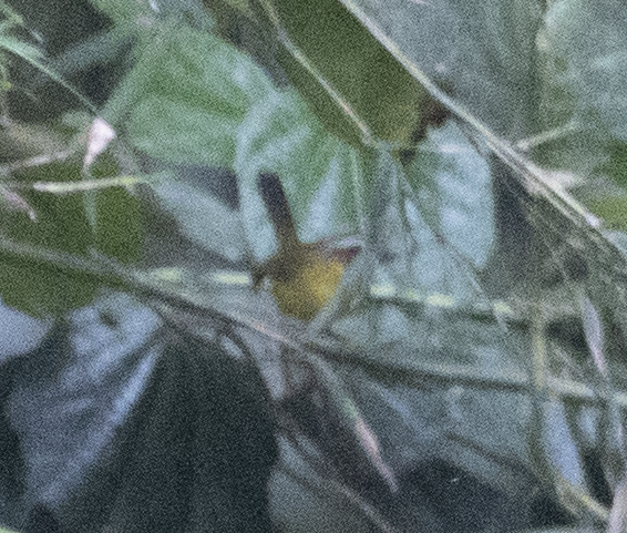 Chestnut-capped Warbler - ML131758061