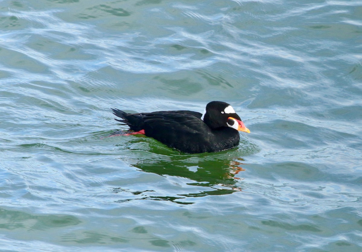 Surf/Black Scoter - ML131760921