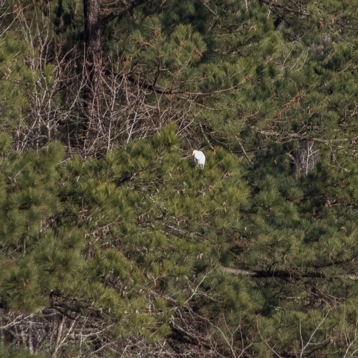 Great Egret - ML131762801