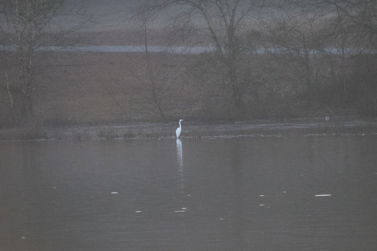 Great Egret - ML131762811