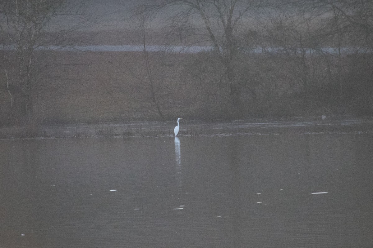 Great Egret - ML131762811