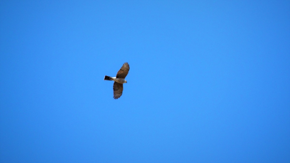 Sharp-shinned Hawk - ML131764481