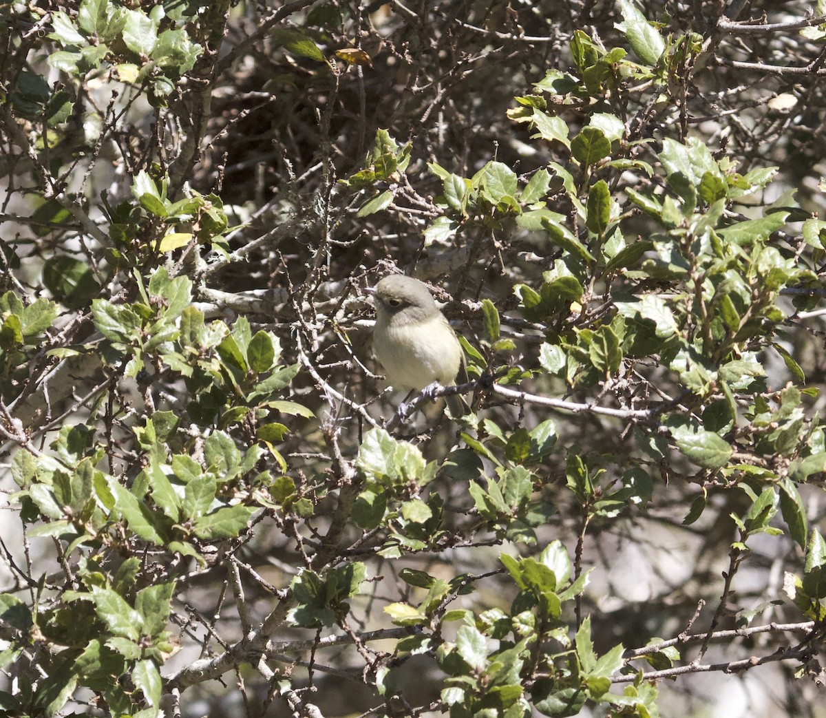 Hutton's Vireo - ML131764861