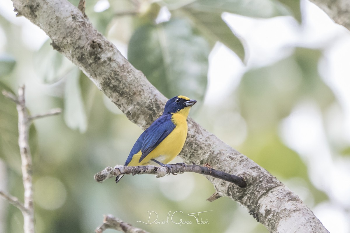 Yellow-throated Euphonia - Daniel  Garza Tobón