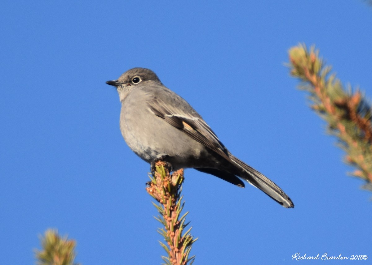 Townsend's Solitaire - ML131766251