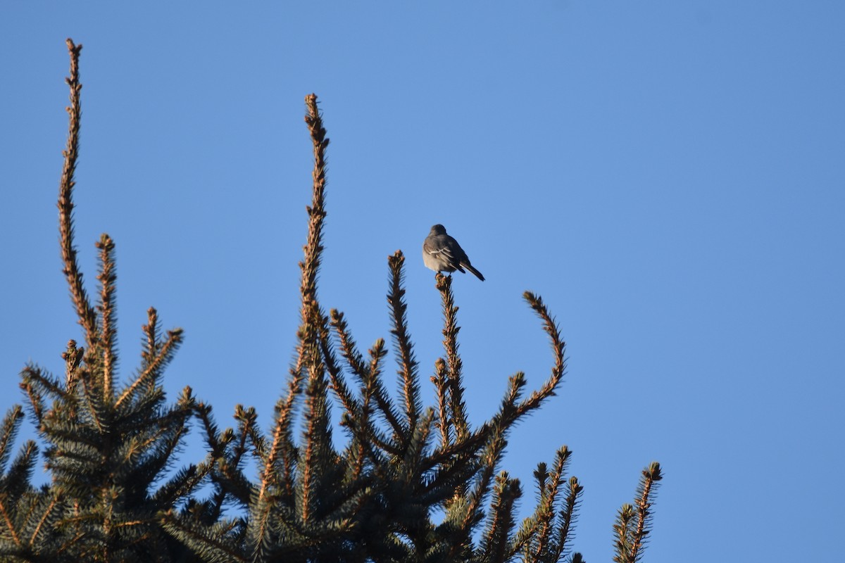 Townsend's Solitaire - ML131766471