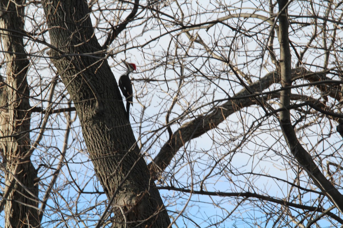 Pileated Woodpecker - ML131766991
