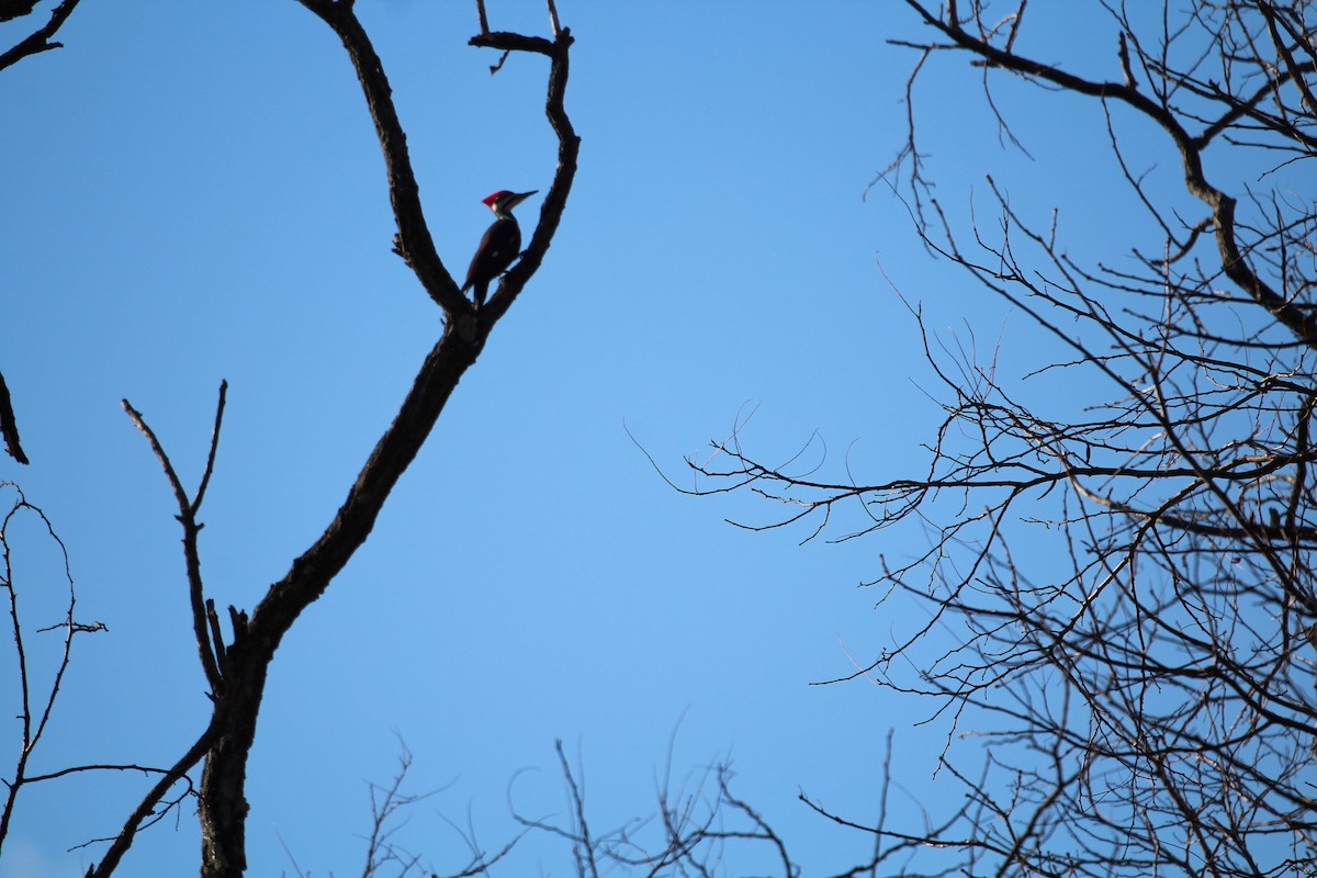 Pileated Woodpecker - ML131768911