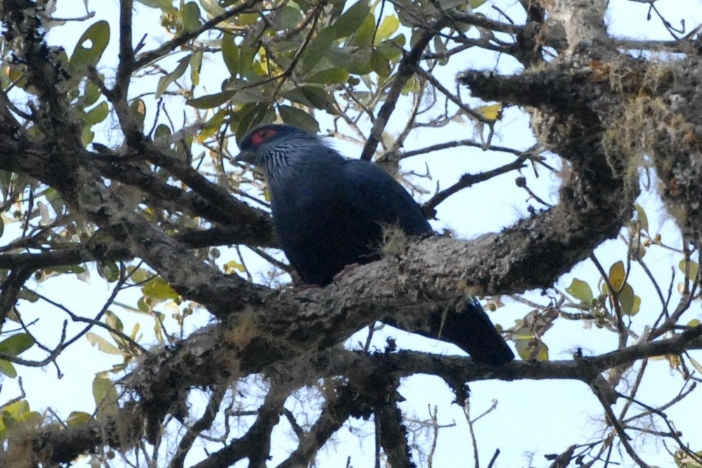 Madagascar Blue-Pigeon - Cathy Pasterczyk
