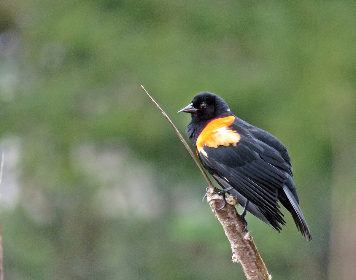 Red-winged Blackbird (Red-winged) - ML131769701