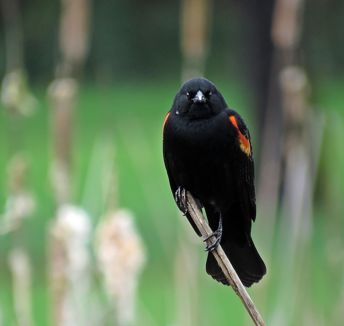 Red-winged Blackbird (Red-winged) - ML131769711