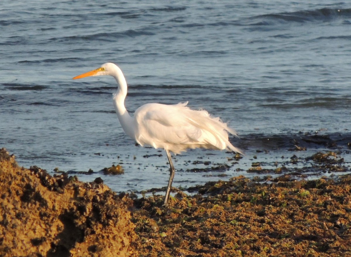 Great Egret - ML131770581