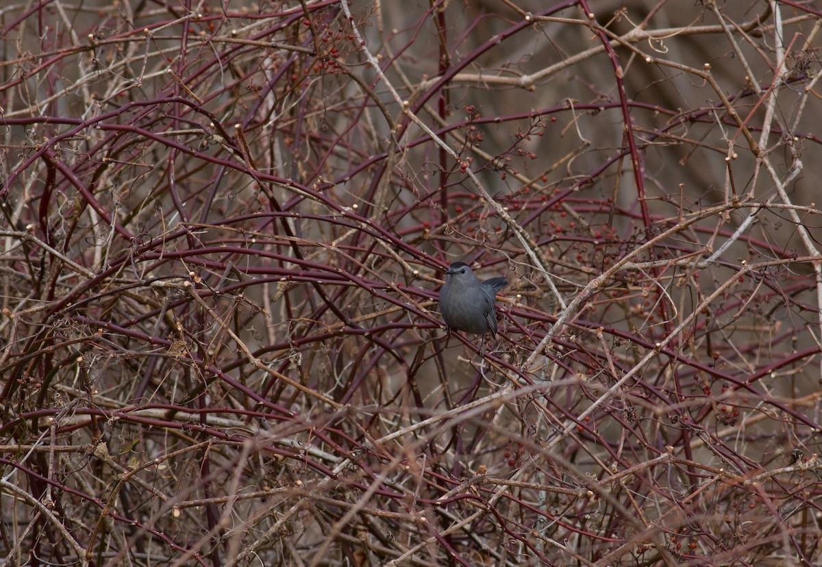 Gray Catbird - ML131770641