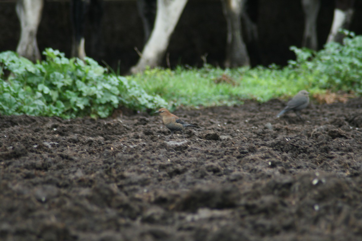 Rusty Blackbird - ML131771101