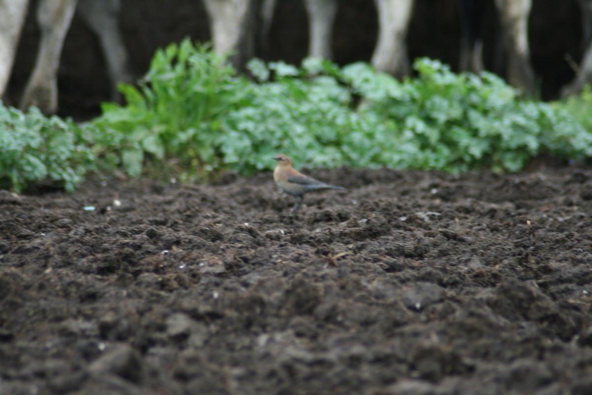 Rusty Blackbird - ML131771121