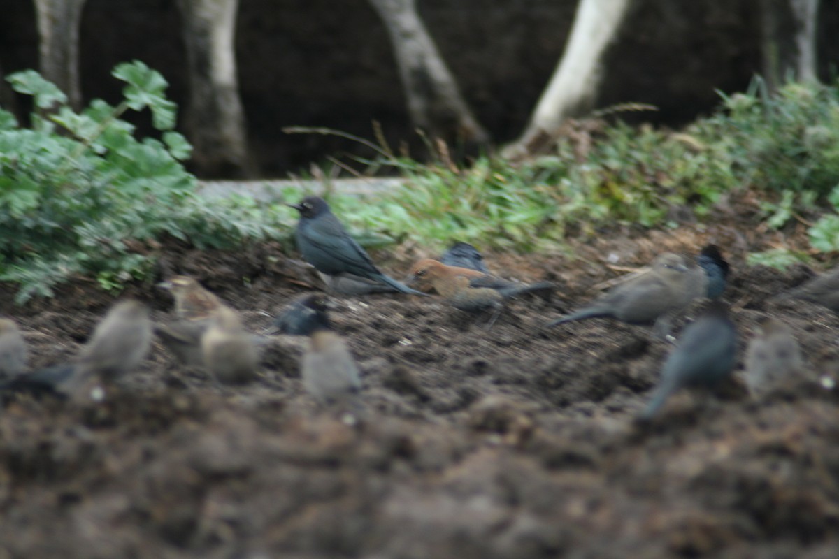 Rusty Blackbird - ML131771141